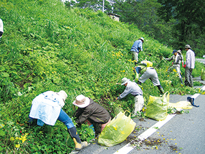 photo of Weeding out Invasive Plants