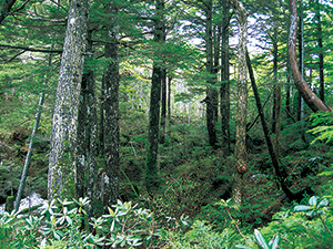亜高山帯針葉樹林（志賀山）の写真