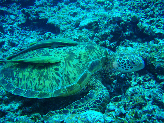 photo of Green Turtle