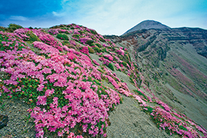 山頂部に広がるミヤマキリシマ群落（写真提供：鎌宮武義氏）の写真