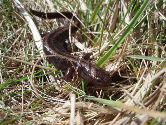 photo of Siberian Salamander