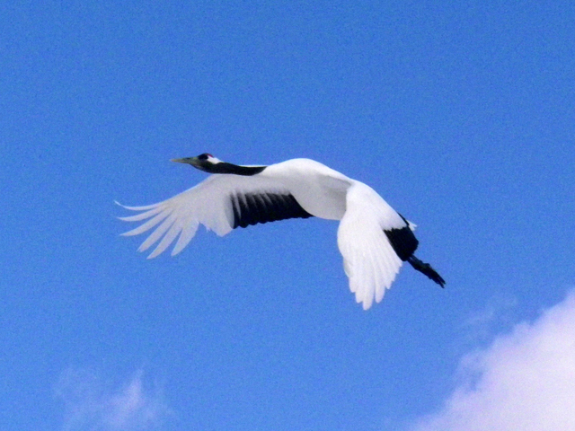 photo of Red-crowned Crane