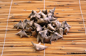 photo of Dried Water Chestnut Seeds
