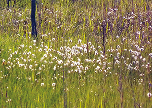 photo of Cotton grass