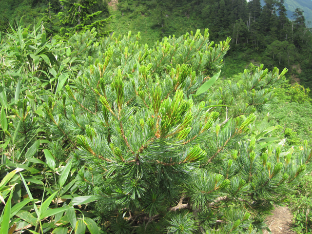 photo of Creeping Pine Trees(Pinus pumila)