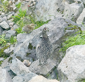 photo of Female and a Chick of Rock Ptarmigan