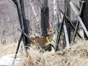 photo of Planting a Transmitter on a Deer for Tracking Investigation