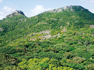 photo of Dry Scrub Forest (Anijima Island)