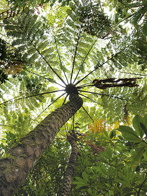 photo of Tree Ferns Grown in a Hydrarch Tall Tree Forest (Sekimon)