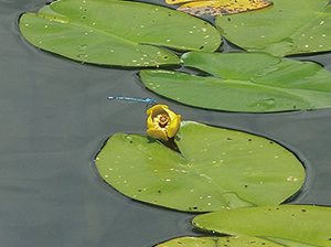 photo of <em>Nuphar pumilum var. Ozeense</em> blooming on a pond