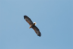 photo of White-tailed Eagles