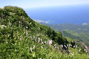 photo of The Area around the Summit of Mt. Rishiri