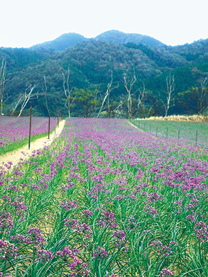 photo of Field of Japanese Shallots