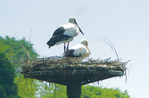 photo of Oriental White Storks