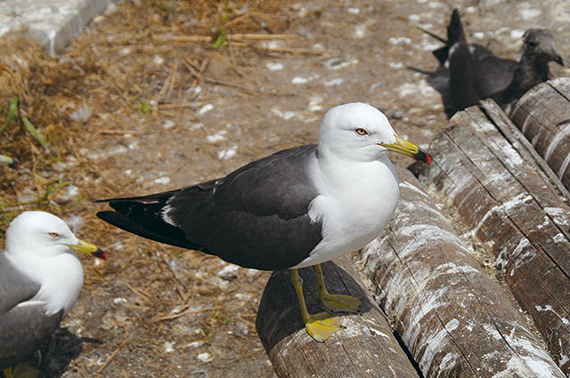 photo of Black-tailed Gull