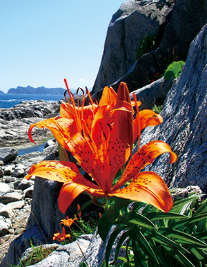 photo of Thunberg Lily Blooming among the Rocks