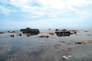 海藻が生い茂る岩礁海岸の写真