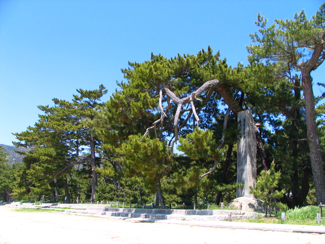 photo of Japanese Red Pine, Japanese Black Pine