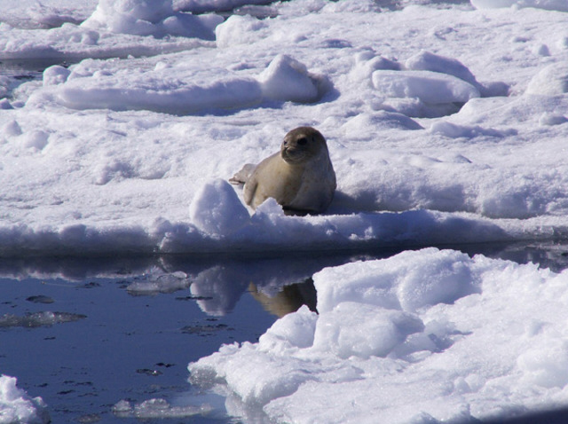 photo of Spotted Seal