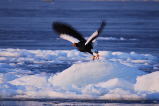 photo of Steller's Sea Eagle