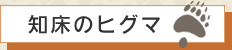 知床のヒグマ