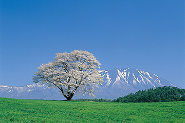 Koiwai no Ipponzakura, a cherry tree at Koiwai