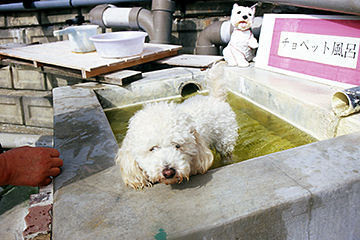 ペット専用の露天風呂
