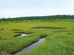 photo of Wetland Plant Communities and Abies Mariesii Forest