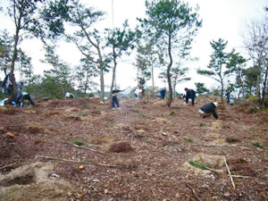 photo of  Conservation and Restoration of Pine Trees