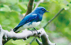 photo of Blue-and-white Flycatcher