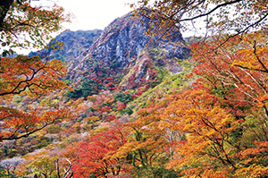 photo of Autumn-colored Forest around Mt.Fugen