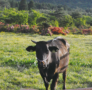 放牧黒牛の写真
