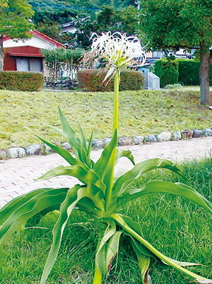 photo of Grand Crinum Lily