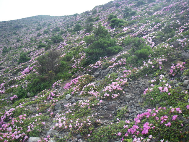 タイトル　古岳の山肌をピンクに染めるマルバサツキ