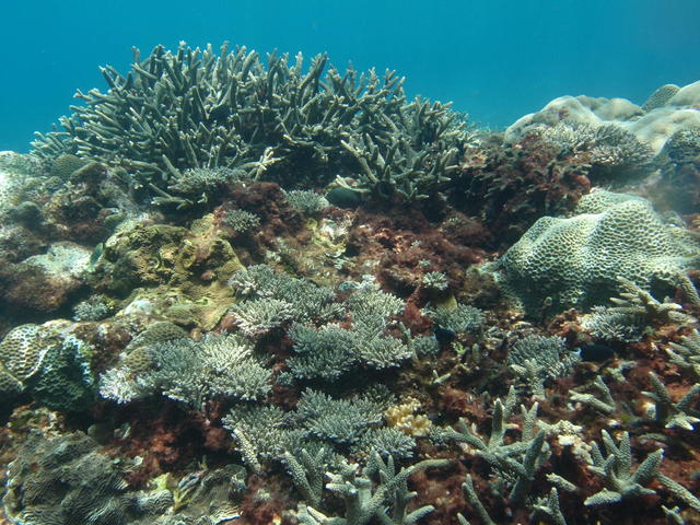 タイトル　口之永良部島のサンゴ