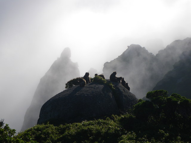 タイトル　山頂付近（ローソク岩）のヤクシマザル