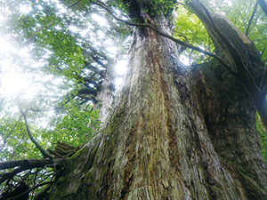 Towering Yakusugi in the Forest