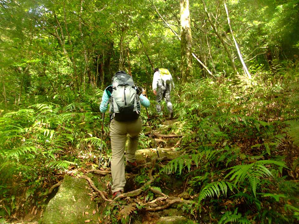 屋久島山岳部の自然を体感できる登山道の写真。未舗装で木の根が露出した緑豊かな登山道を、二人の登山者がのぼっています。