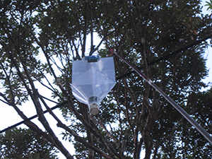 photo of Insect Trap