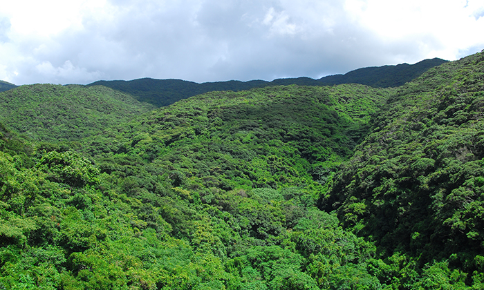 photo of Yambaru National Park