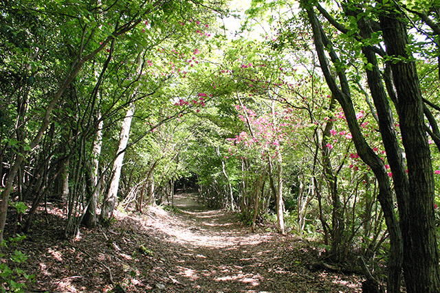 photo of Kinki Nature Trail (Nagaizaka)