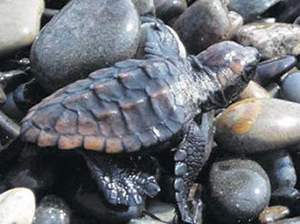 photo of A Freshly Hatched Loggerhead Turtle