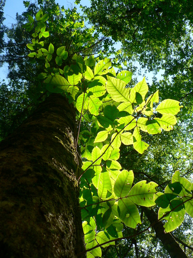タイトル　日の光を受けるツタウルシの葉