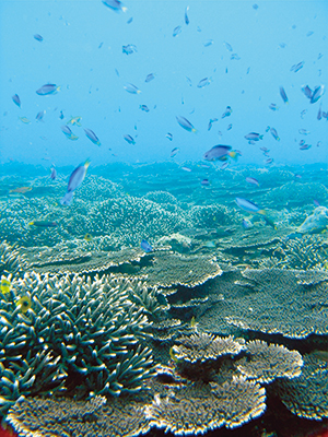 photo of Corals
