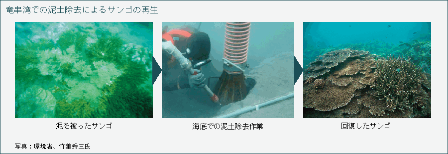 竜串湾での泥土除去によるサンゴの再生