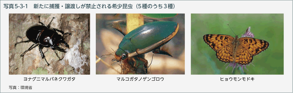 写真5-3-1　新たに捕獲・譲渡しが禁止される希少昆虫（5種のうち3種）