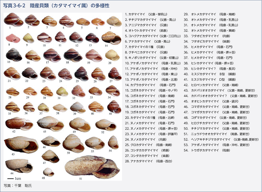 写真3-6-2　陸産貝類（カタマイマイ属）の多様性