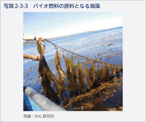 写真2-3-3　バイオ燃料の原料となる海藻