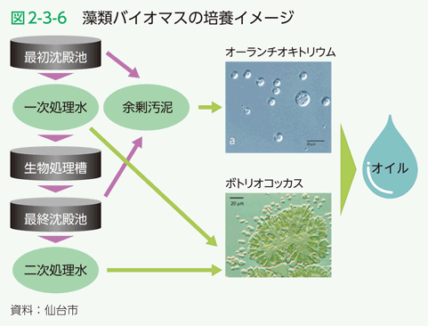 図2-3-6　藻類バイオマスの培養イメージ