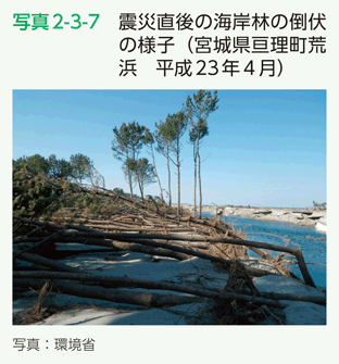写真2-3-7　震災直後の海岸林の倒伏の様子（宮城県亘理町荒浜　平成23年４月）